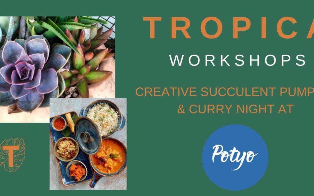 Succulent pumpkin workshop & curry evening